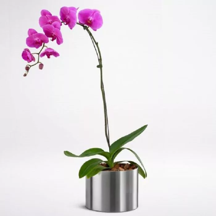 108-phalaenopsis-purple-single-stem.jpg 108 phalaenopsis purple single stem jpg