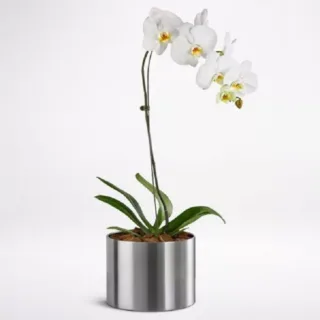 Phalaenopsis White Plant