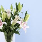 Sweet Blossom – Pink Stargazer Lily in Vase 2 2 (470)
