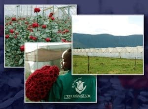 Images from Black Tulip flower farm