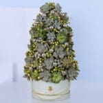 Succulents-In-A-Box-06-12-25-01