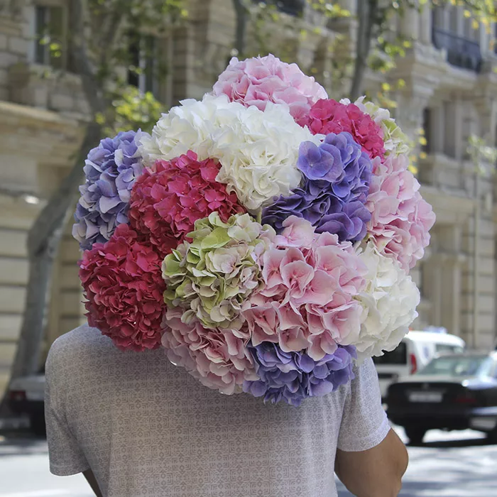 hello_hydrangeas.jpg A man carrying a massive bouquet of pink, white, and blue hydrangeas on a city street.