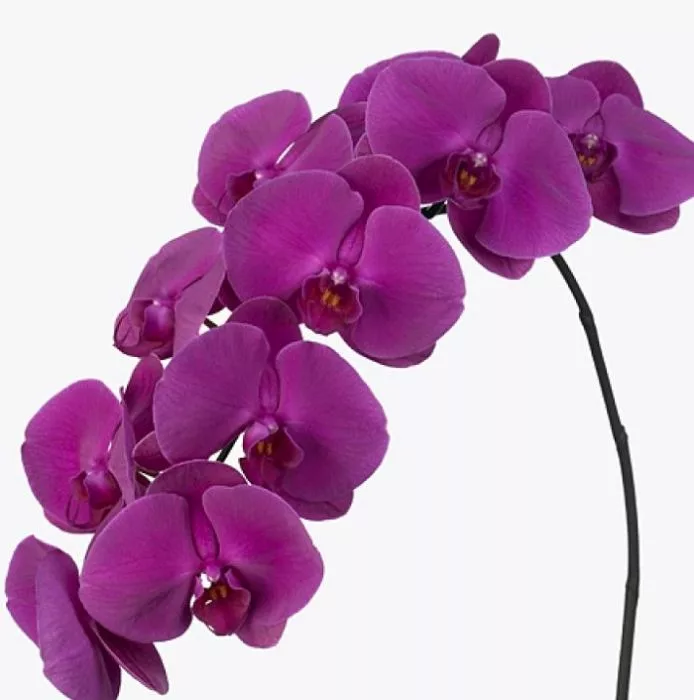 phalaenopsis_purple.jpg phalaenopsis purple jpg