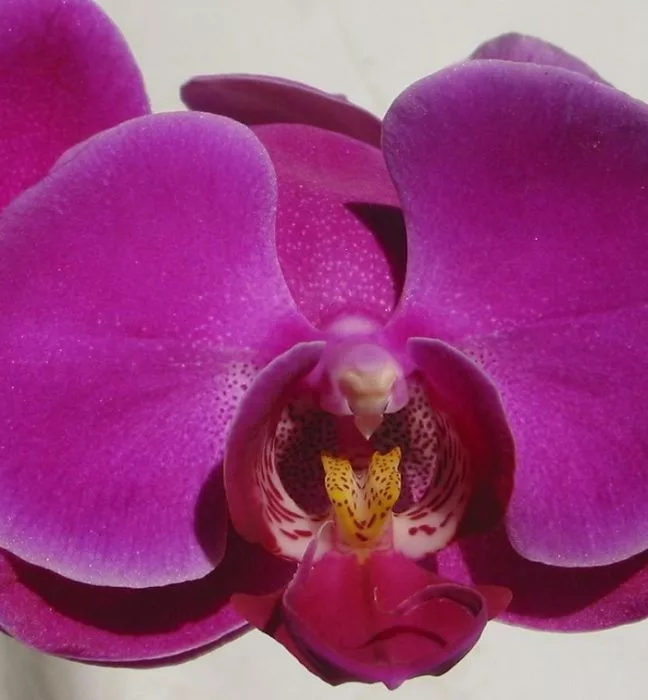 phalaenopsis_purple_2.jpg phalaenopsis purple 2 jpg