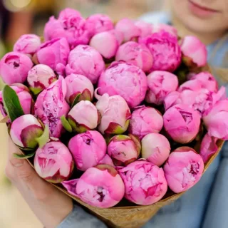 A person holding a large bouquet of pink peonies.