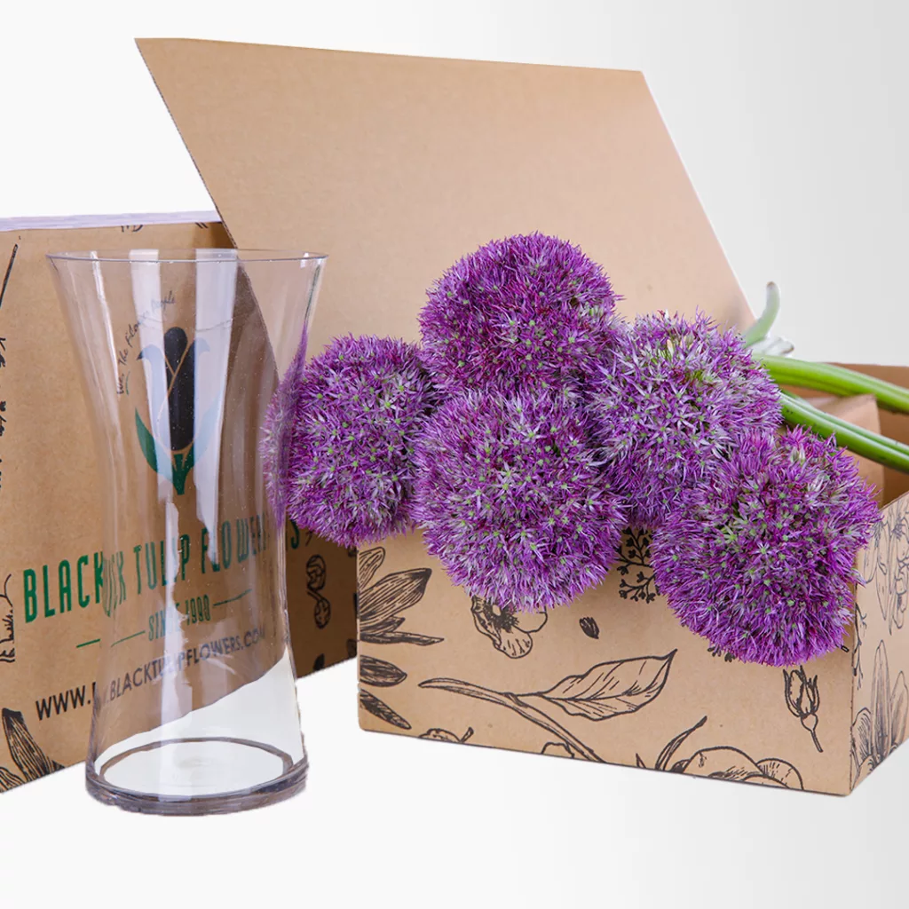 Allium Purple Allium Purple
