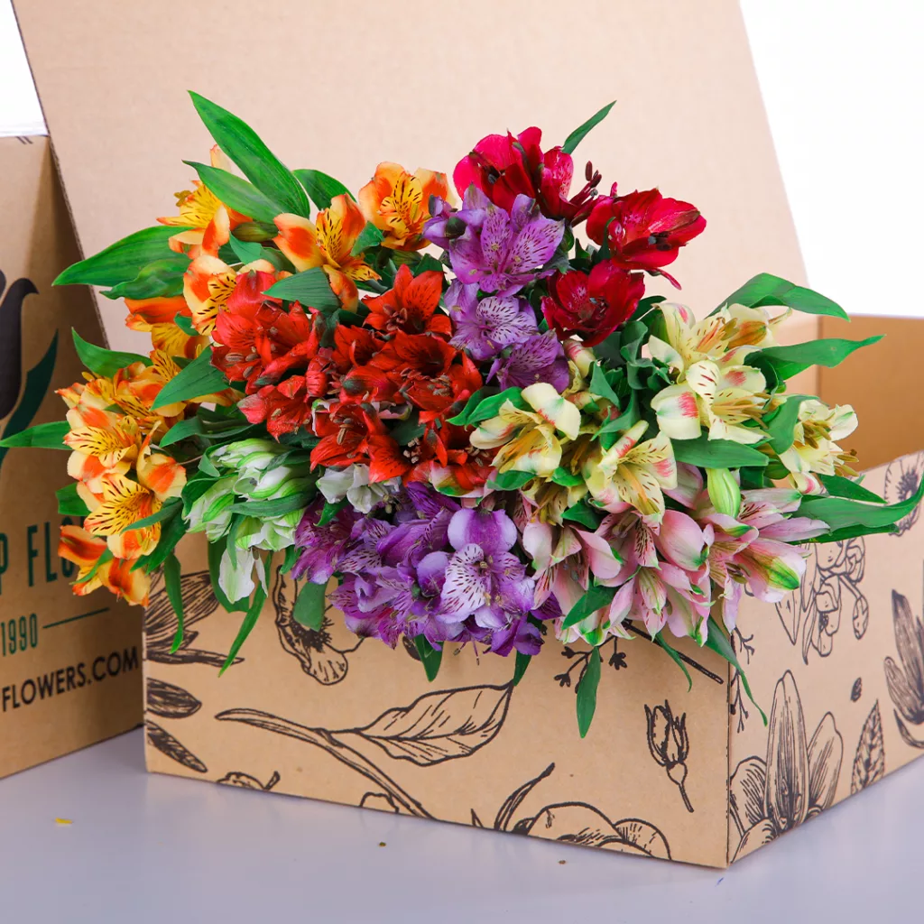Alstroemeria Mix Alstroemeria Mix
