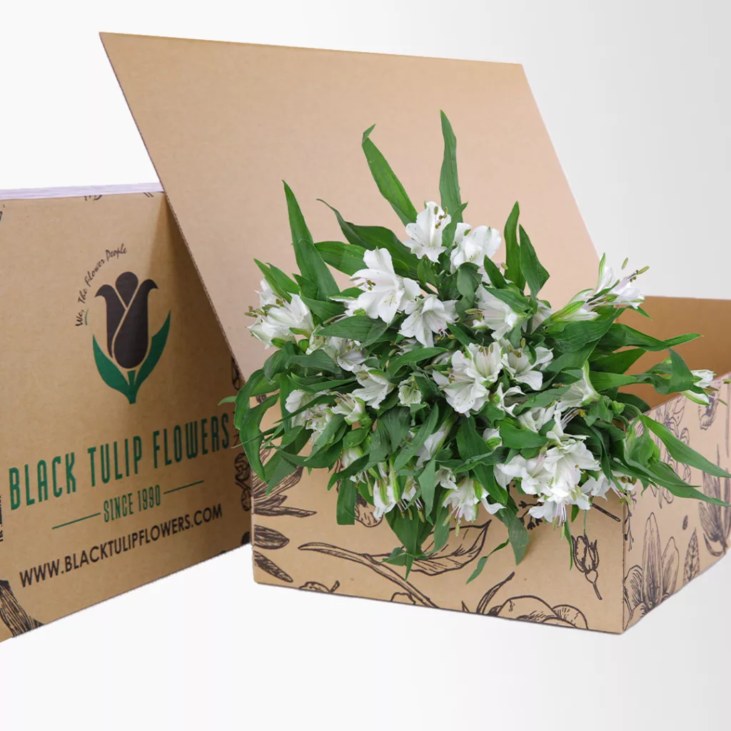 Alstroemeria White A open cardboard box with white Alstroemeria flowers and green leaves.