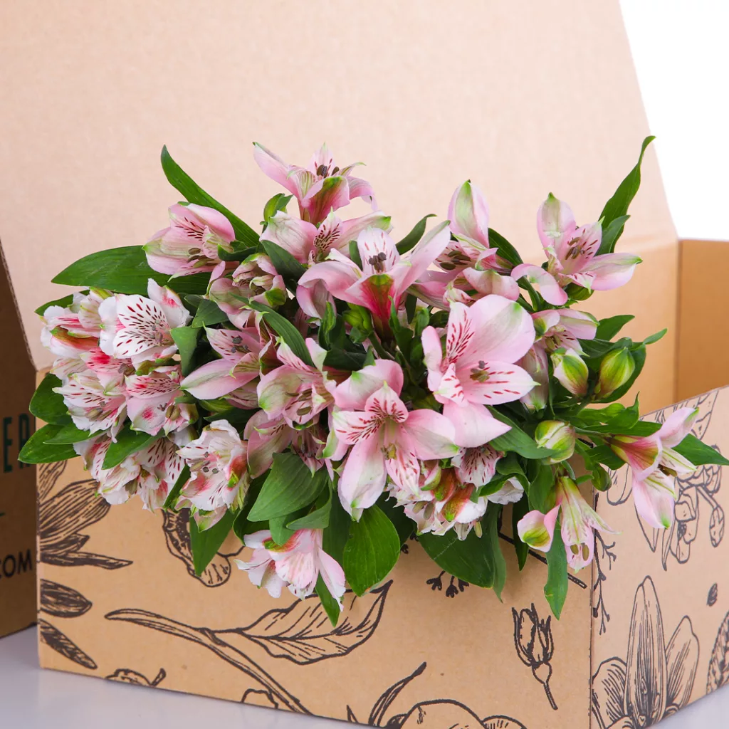 Alstroemeria Light Pink Alstroemeria Light Pink