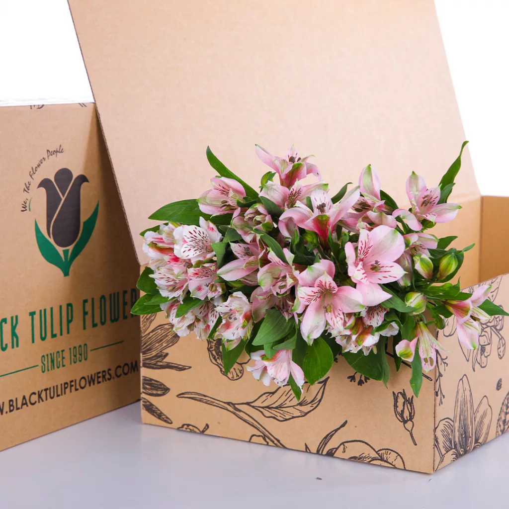 Alstroemeria Light Pink A cardboard box containing light pink Alstroemeria flowers, elegantly arranged for a floral display.
