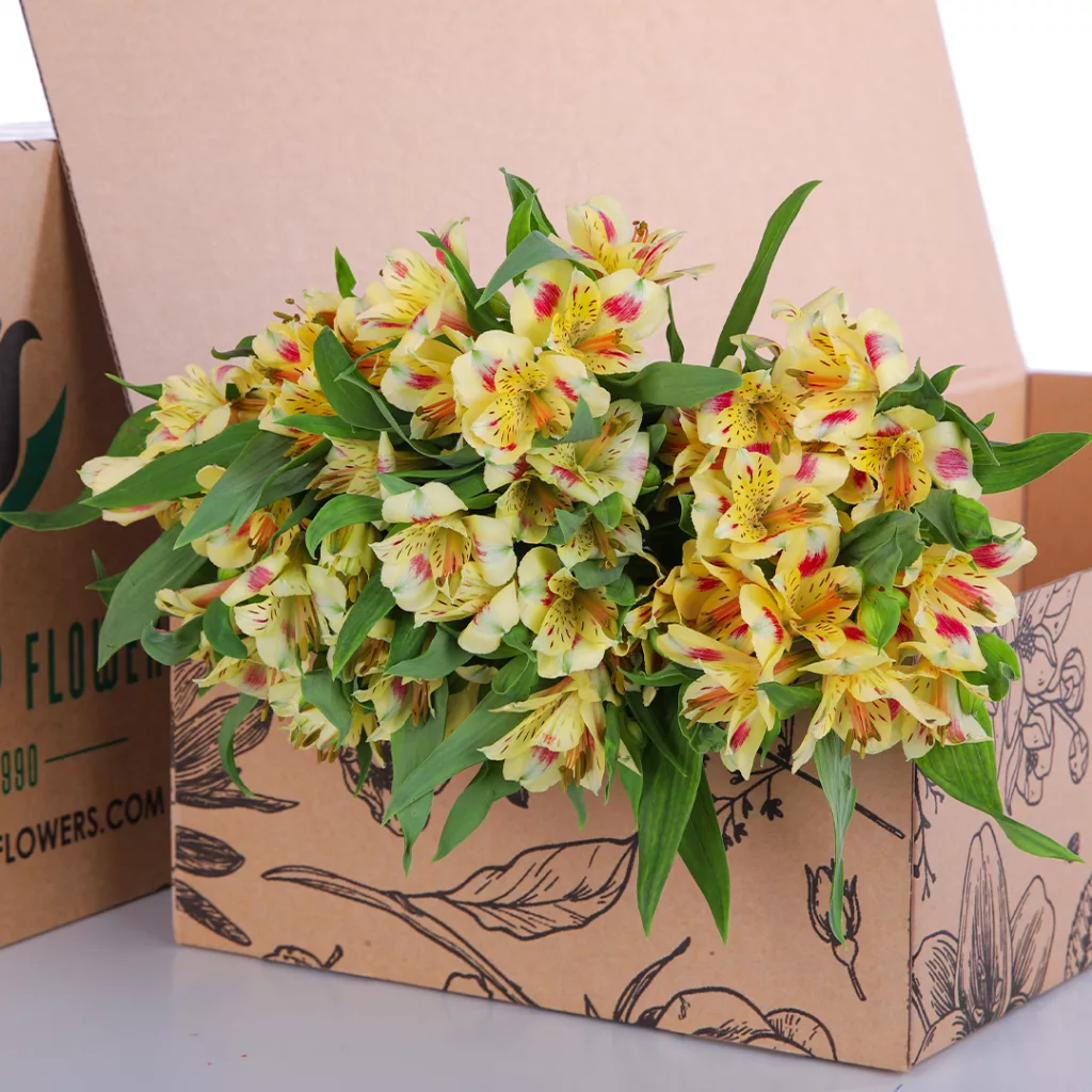 Alstromeria Yellow Alstromeria Yellow
