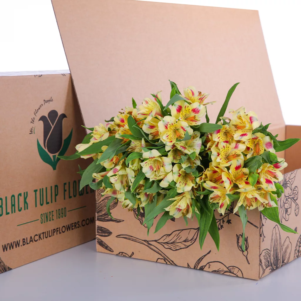 Alstromeria Yellow A cardboard box filled with bright yellow Alstroemeria blooms, highlighting their elegant shape and vivid colour.