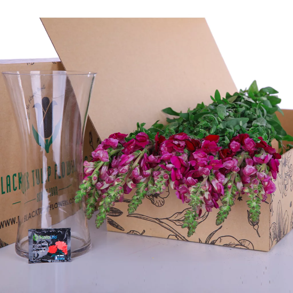 Antirrhinum Red A cardboard box containing a bunch of red Antirrhinum flowers, with a glass vase placed beside it.