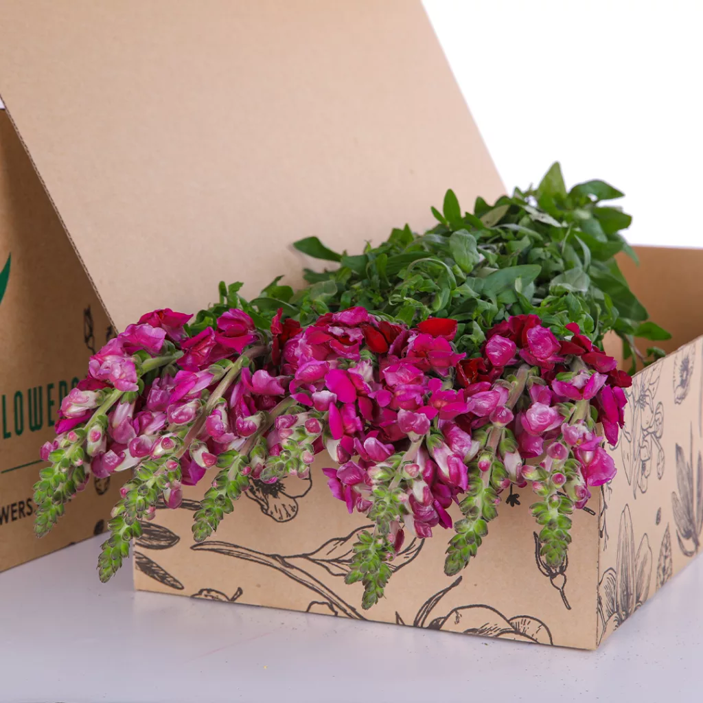 Antirrhinum Red Antirrhinum Red