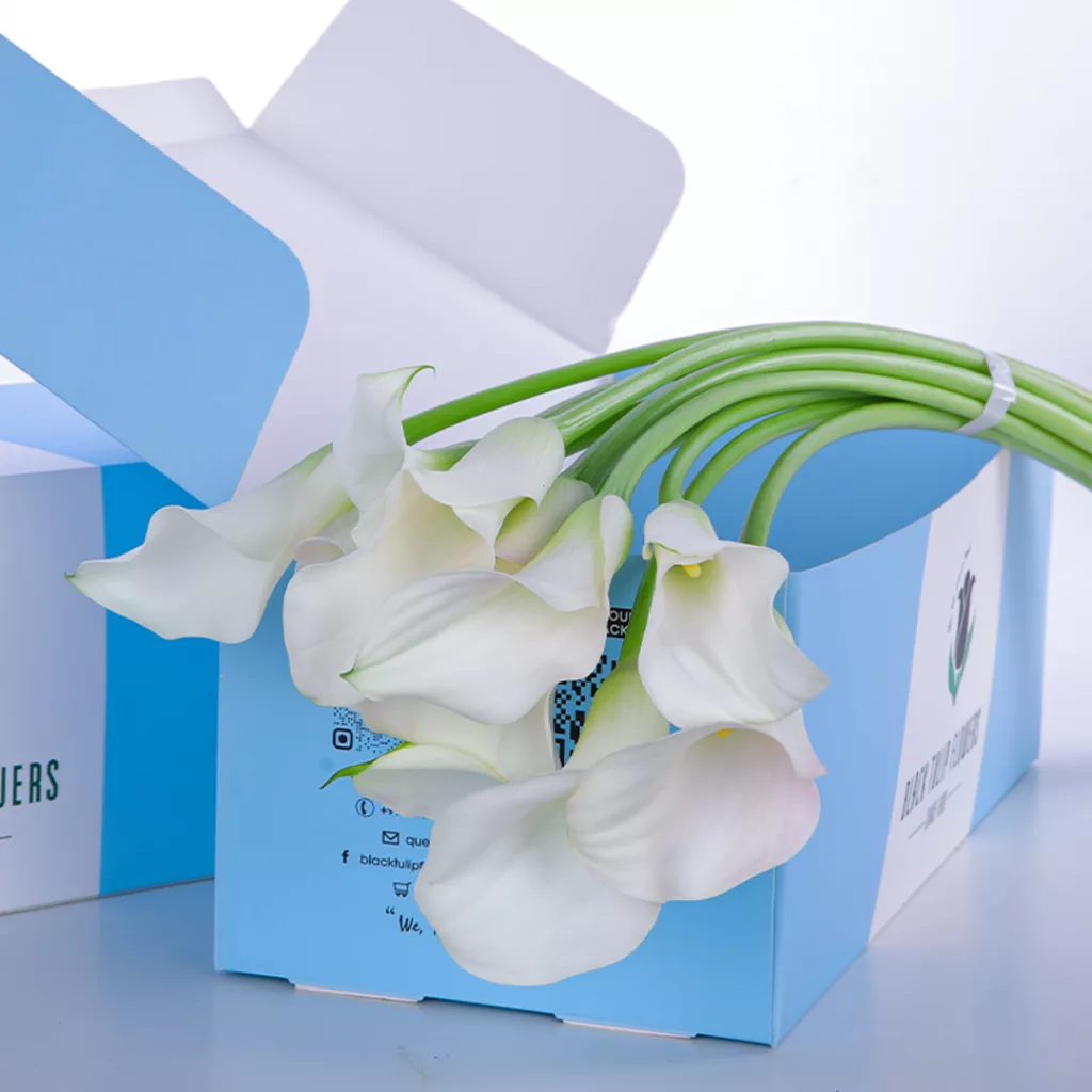 Callalily White (2) Callalily White