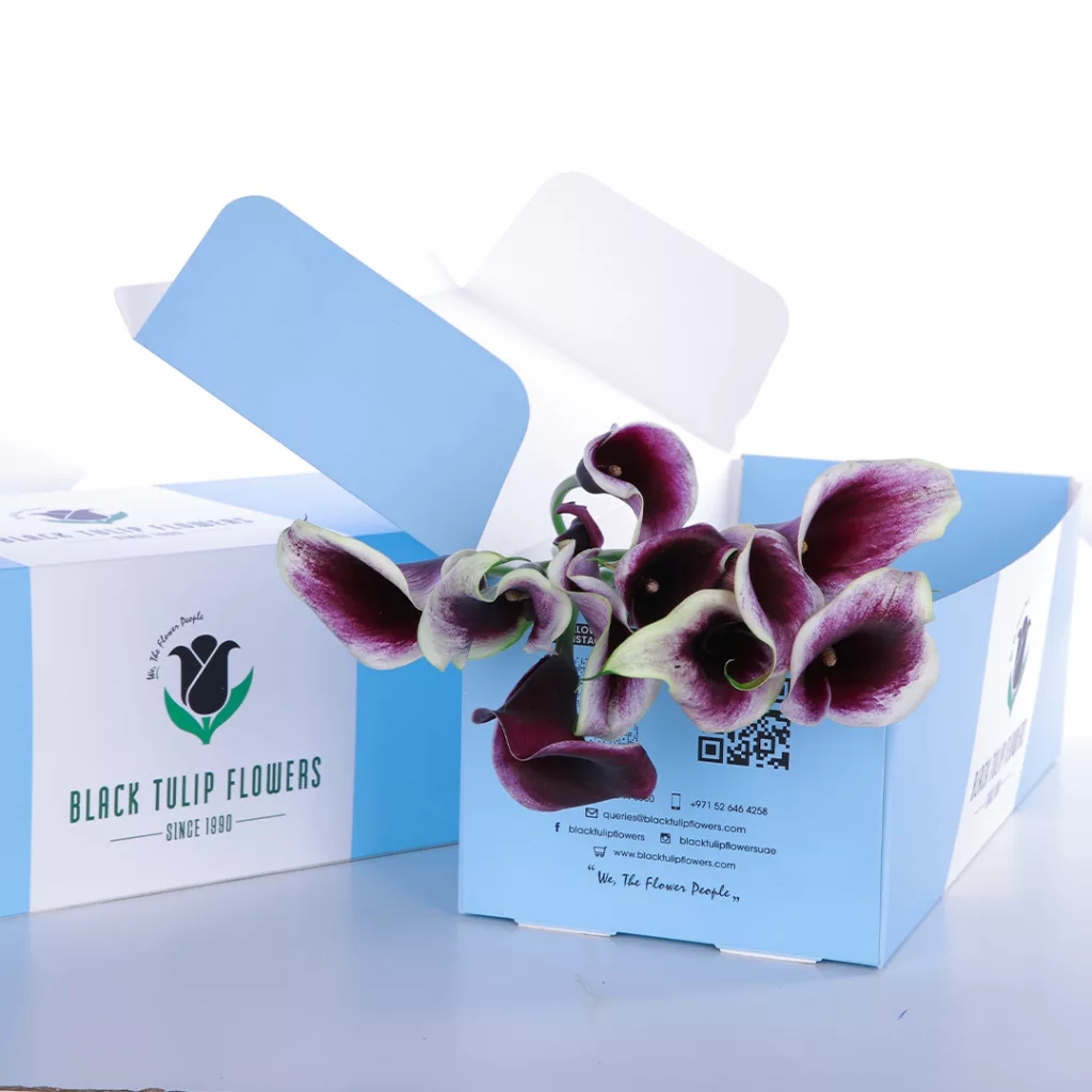 Callalily White with Purple (2) A cardboard box filled with Callalily blooms, showcasing white petals adorned with purple highlights.