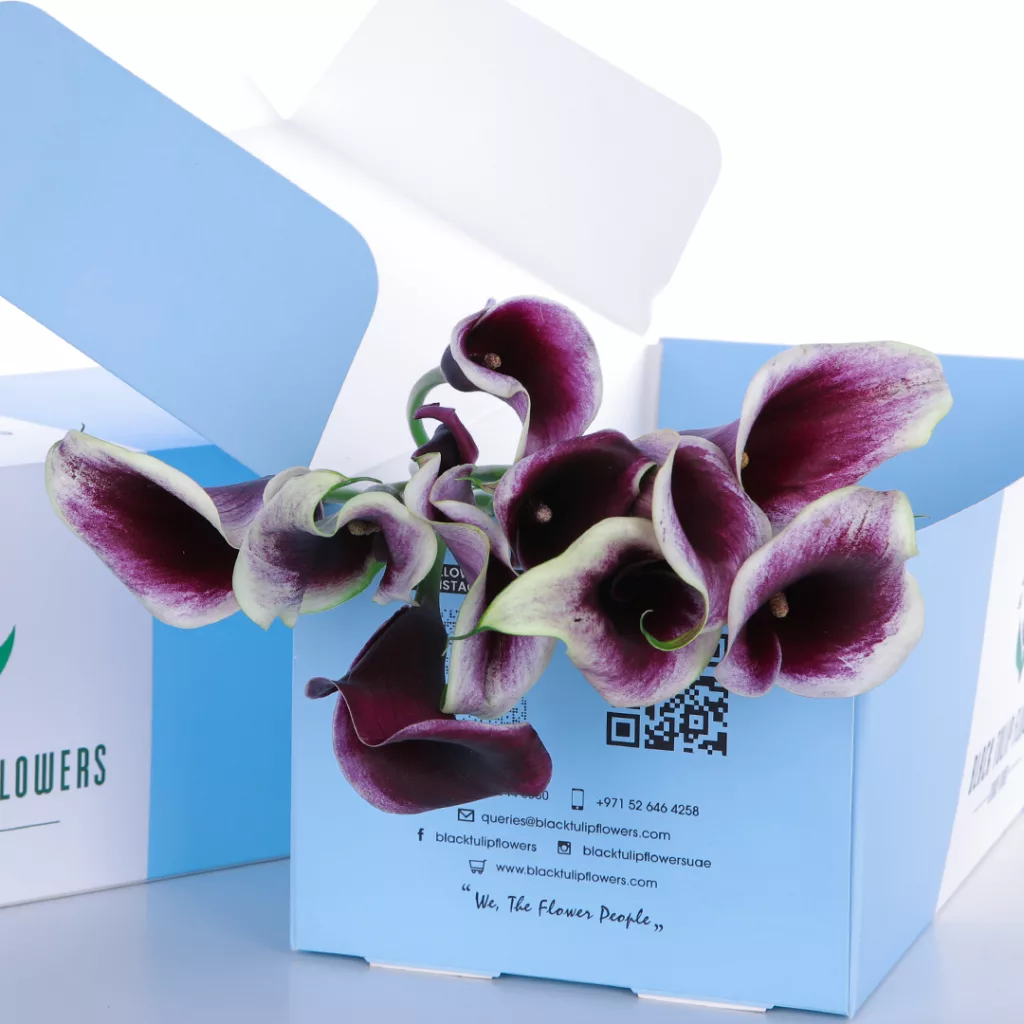 Callalily White with Purple (3) Callalily White with Purple