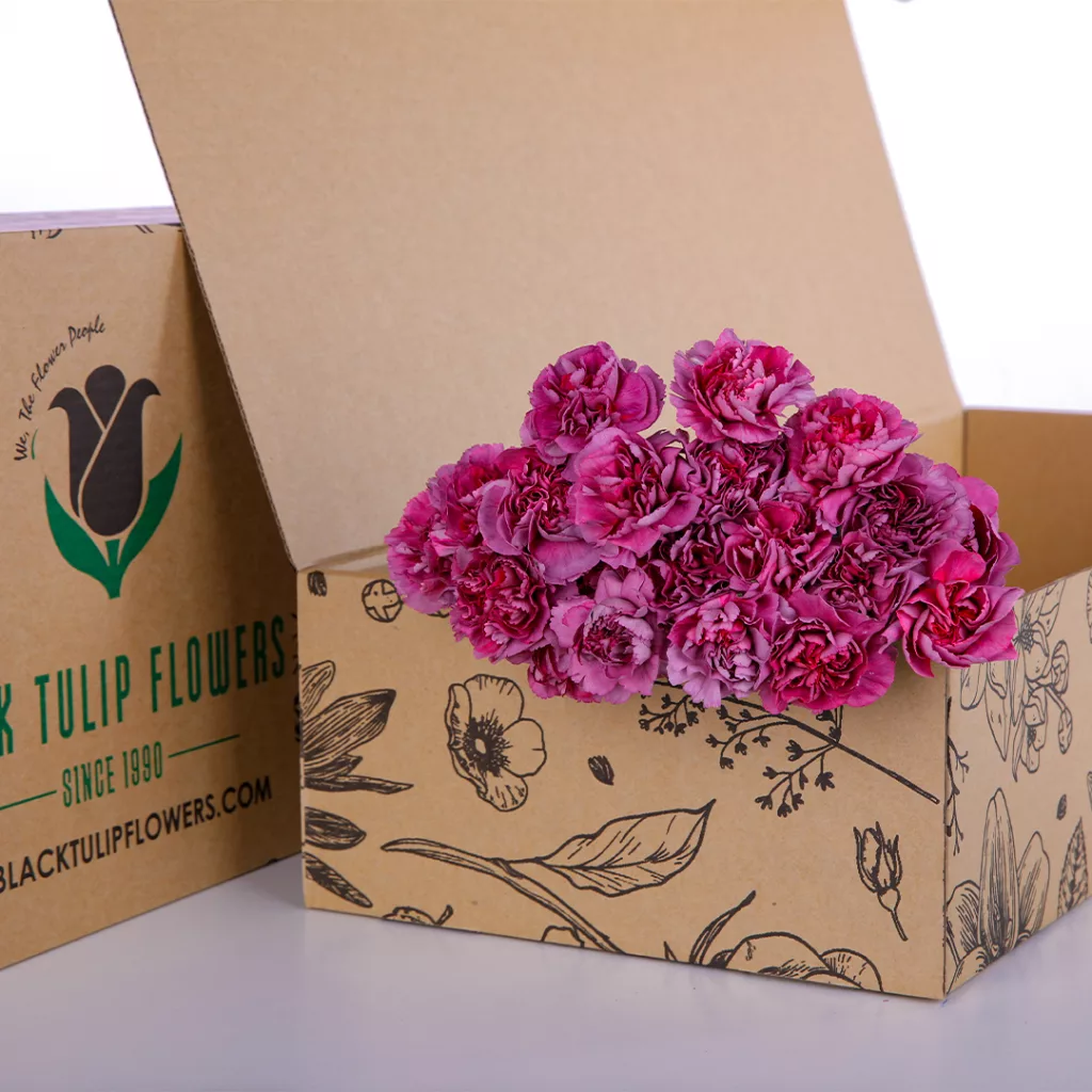 Carnation Single Dark Purple A cardboard box featuring a single dark purple Carnation, showcasing its rich colour and delicate petals