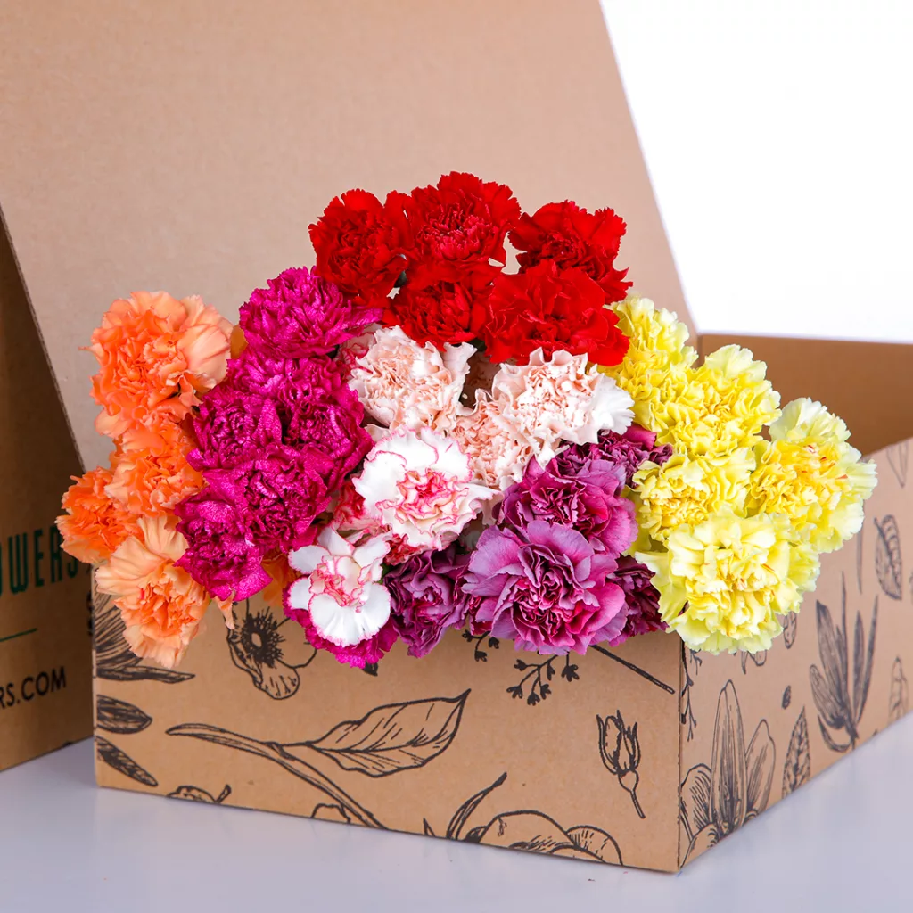 Carnation Single Mix 01 Carnation Single Mix