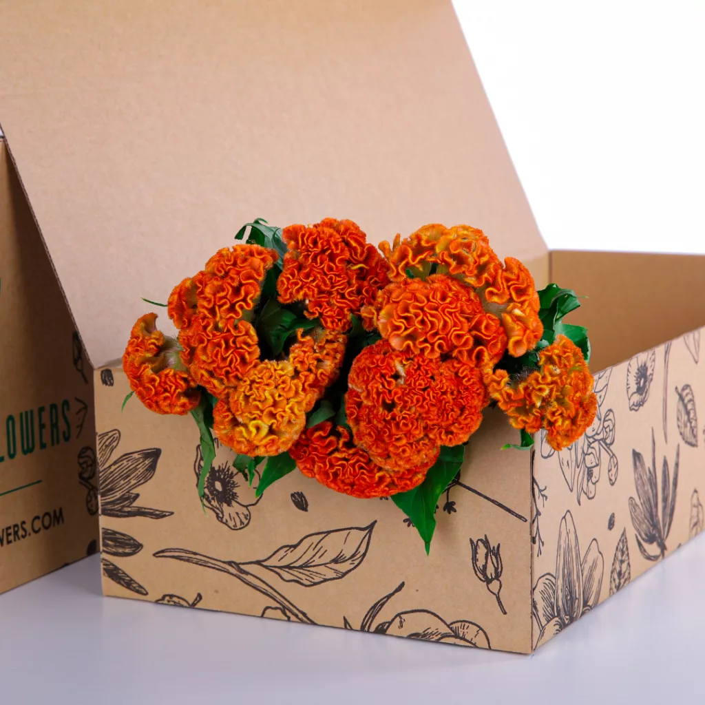 Celosia Orange Celosia Orange