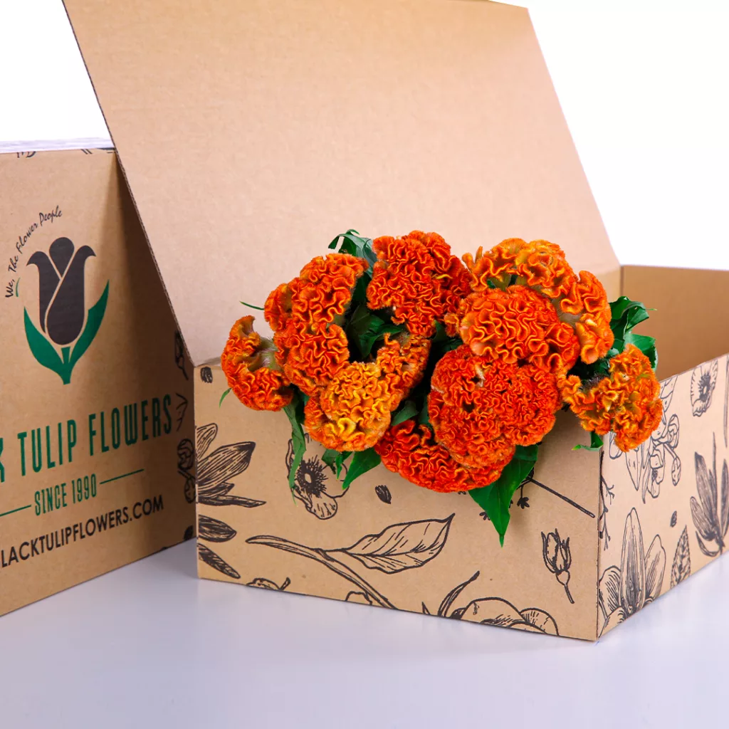 Celosia Orange A cardboard box containing a bunch of Celosia Orange flowers, emphasizing their vivid colour and ornamental appeal.