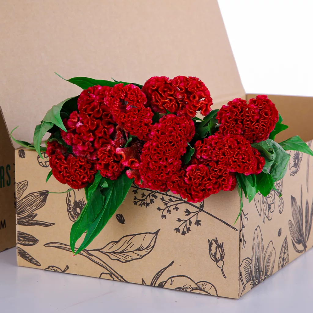 Celosia Red Celosia Red