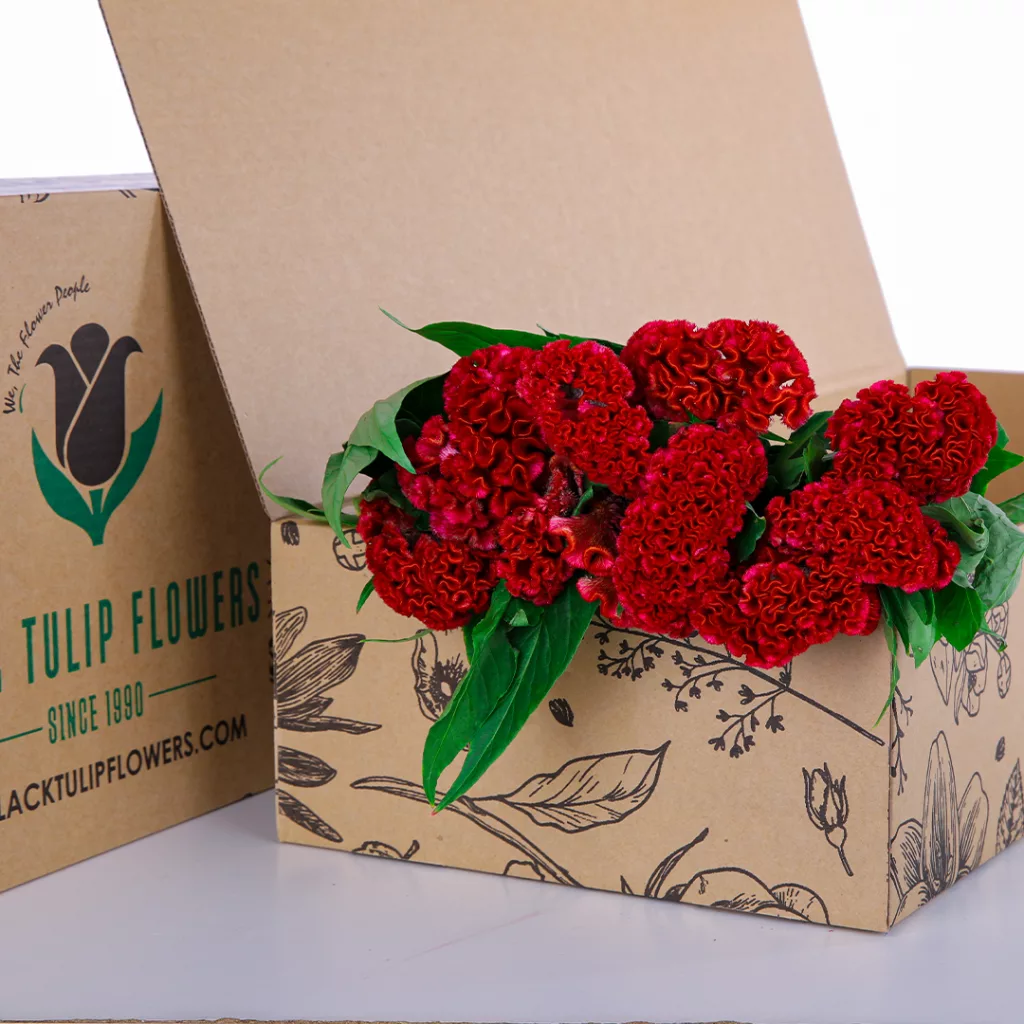 Celosia Red A bunch of Celosia Red flowers arranged in a cardboard box, highlighting their striking hue and floral beauty.