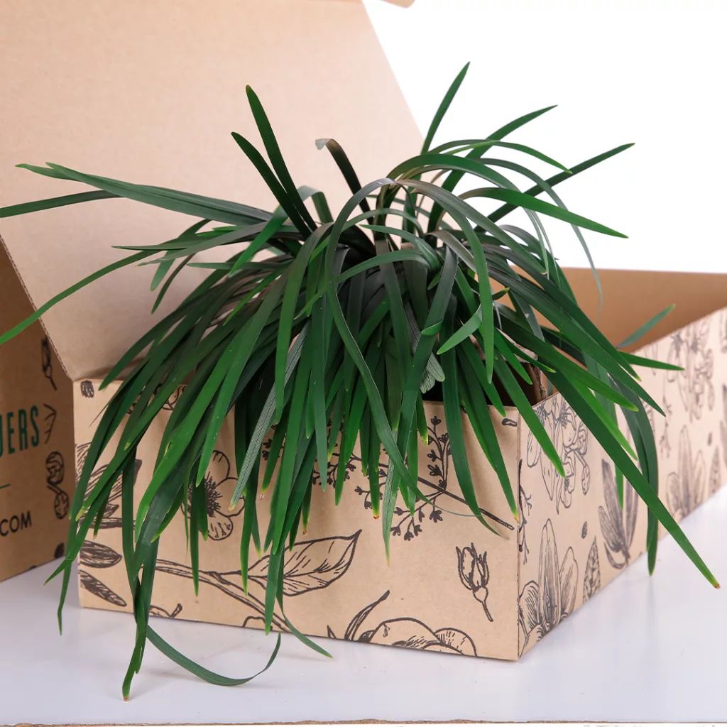 China Grass Green China Grass Green