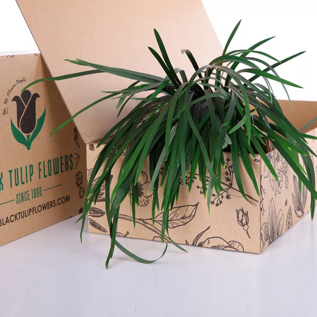 China Grass Green A cardboard box filled with a bunch of vibrant China Grass Green, showcasing its lush and fresh appearance.