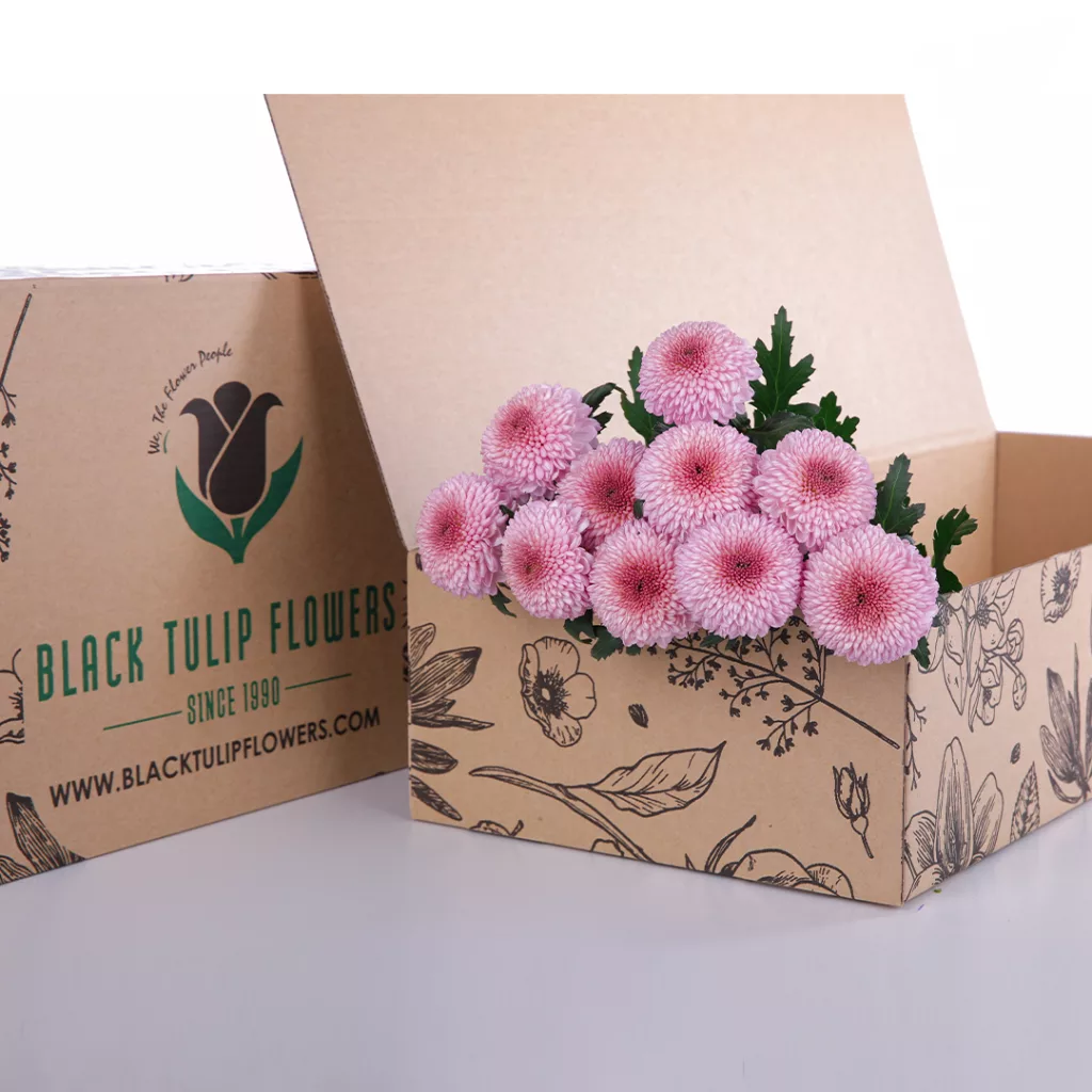 Chrysanthemum Ping Pong Pink Chrysanthemum Ping Pong Pink bunch in a box