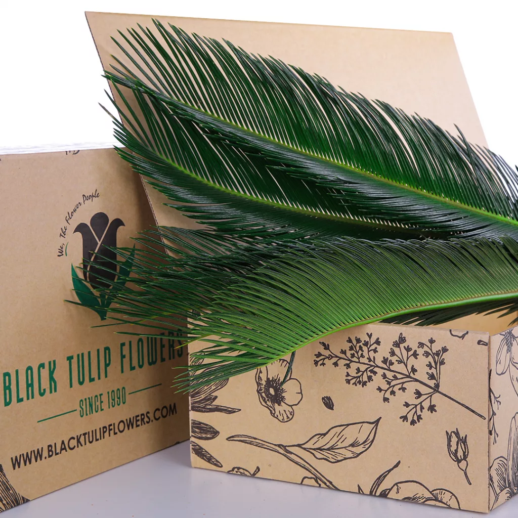 Cycas Leaf Cycas Leaf