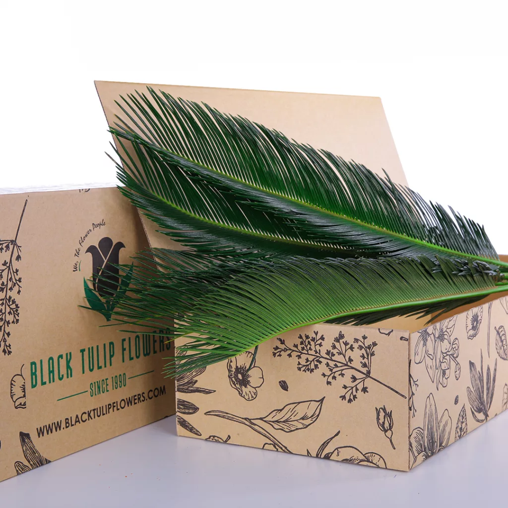 Cycas Leaf A collection of lush Cycas leaves arranged in a cardboard box, highlighting their distinctive green colour and form.