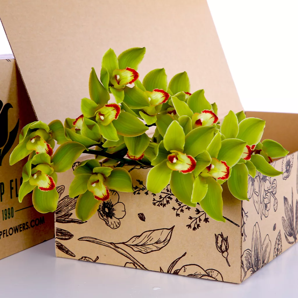 Cymbidium Green 01 Cymbidium Green