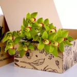 Cymbidium Green 2 Cymbidium Green 01