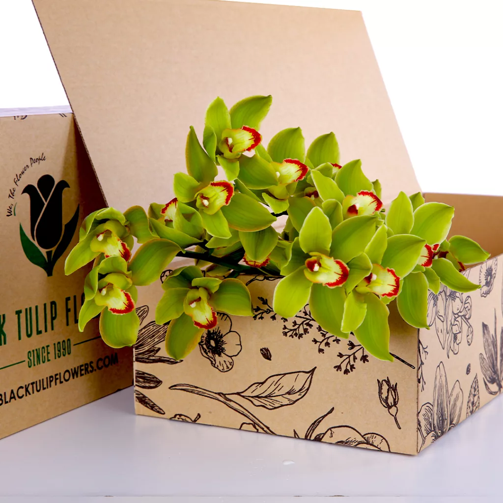 Cymbidium Green Bunch of Cymbidium Green in box-perfect for DIY
