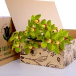 Cymbidium Green 1 Cymbidium Green