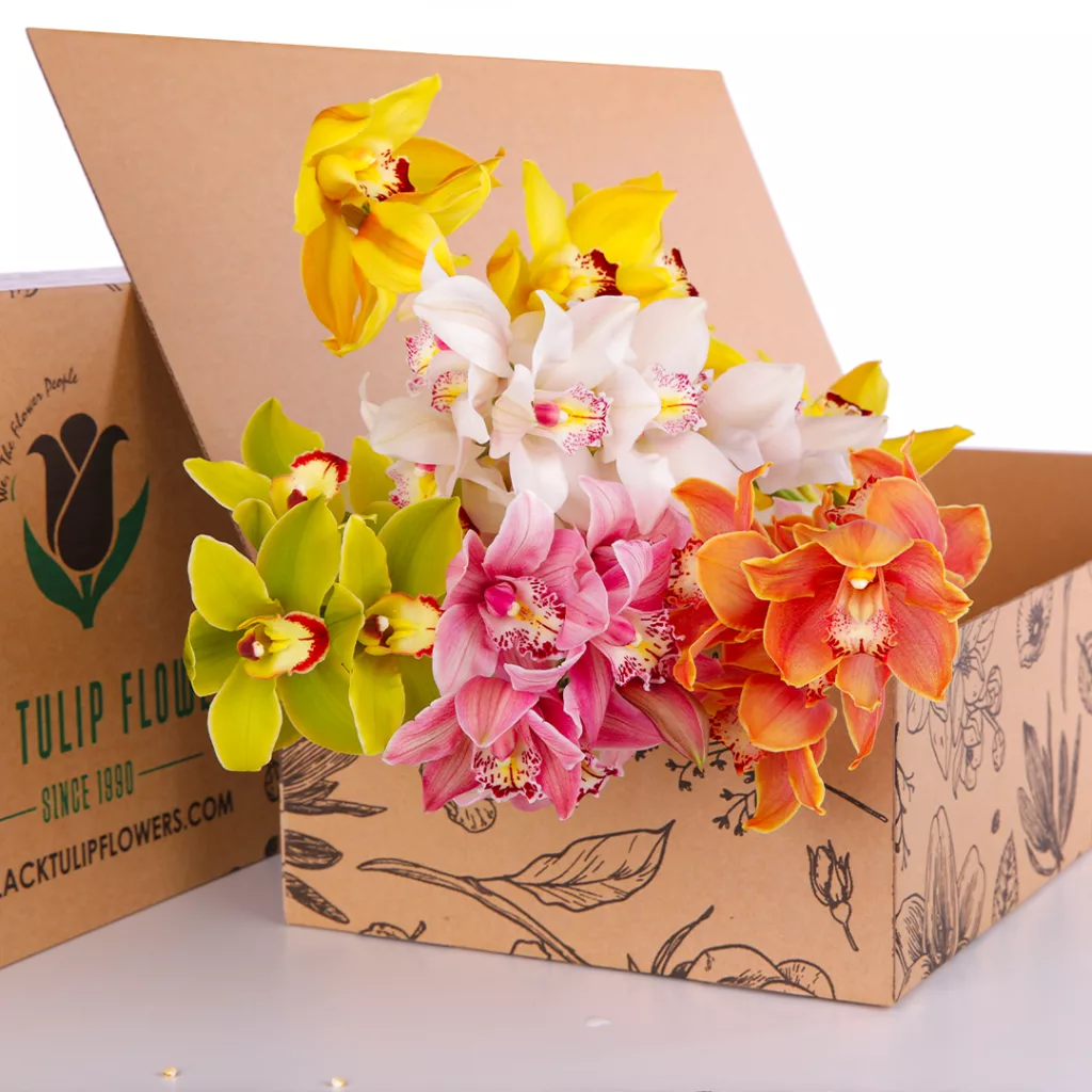 Bunch of Cymbidium Mix in a box with flower food-Diy Kit