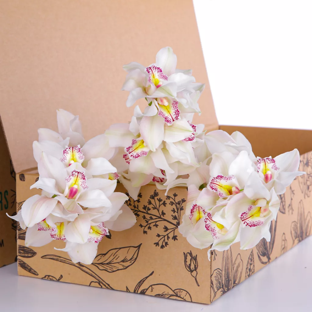 Cymbidium White Cymbidium White