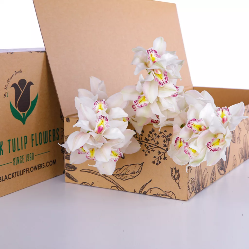 Cymbidium White Bunch of Cymbidium Whites in a box - perfect for DIY