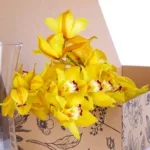 Cymbidium Yellow 2 Cymbidium Yellow