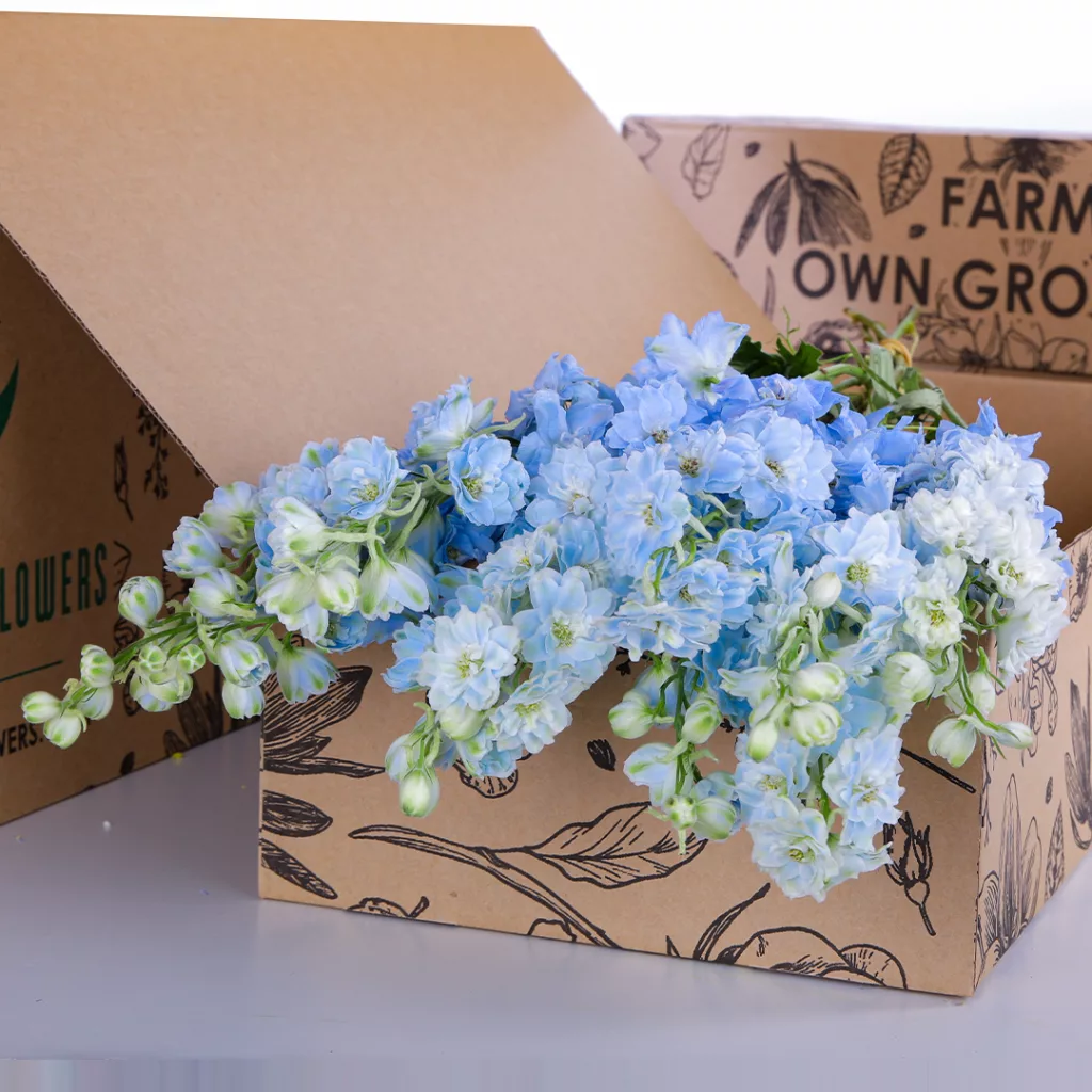 Delphinium Light Blue 02 Delphinium Light Blue