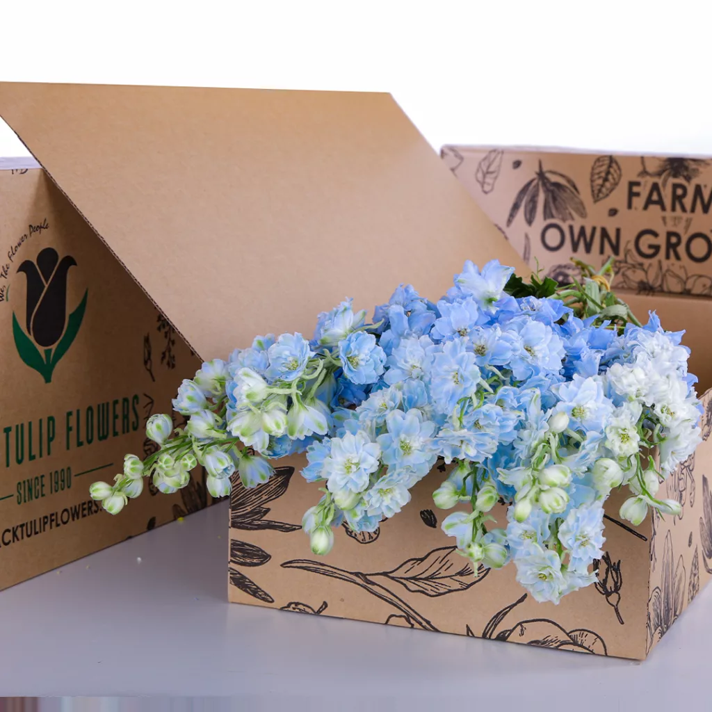 Delphinium Light Blue Light blue delphinium blooms gracefully, featuring tall spikes of soft petals that add a serene touch to any garden.