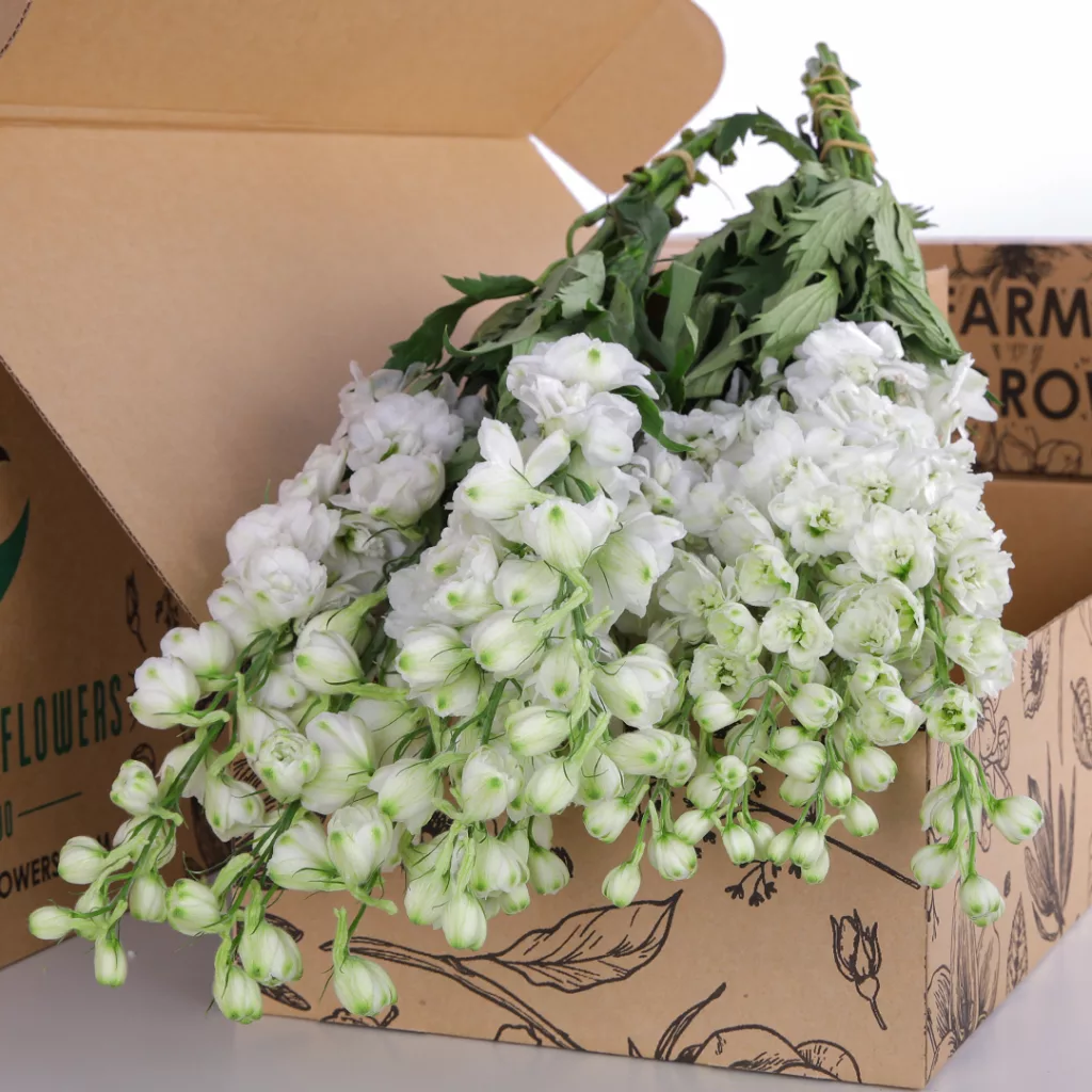 Delphinium White Delphinium White
