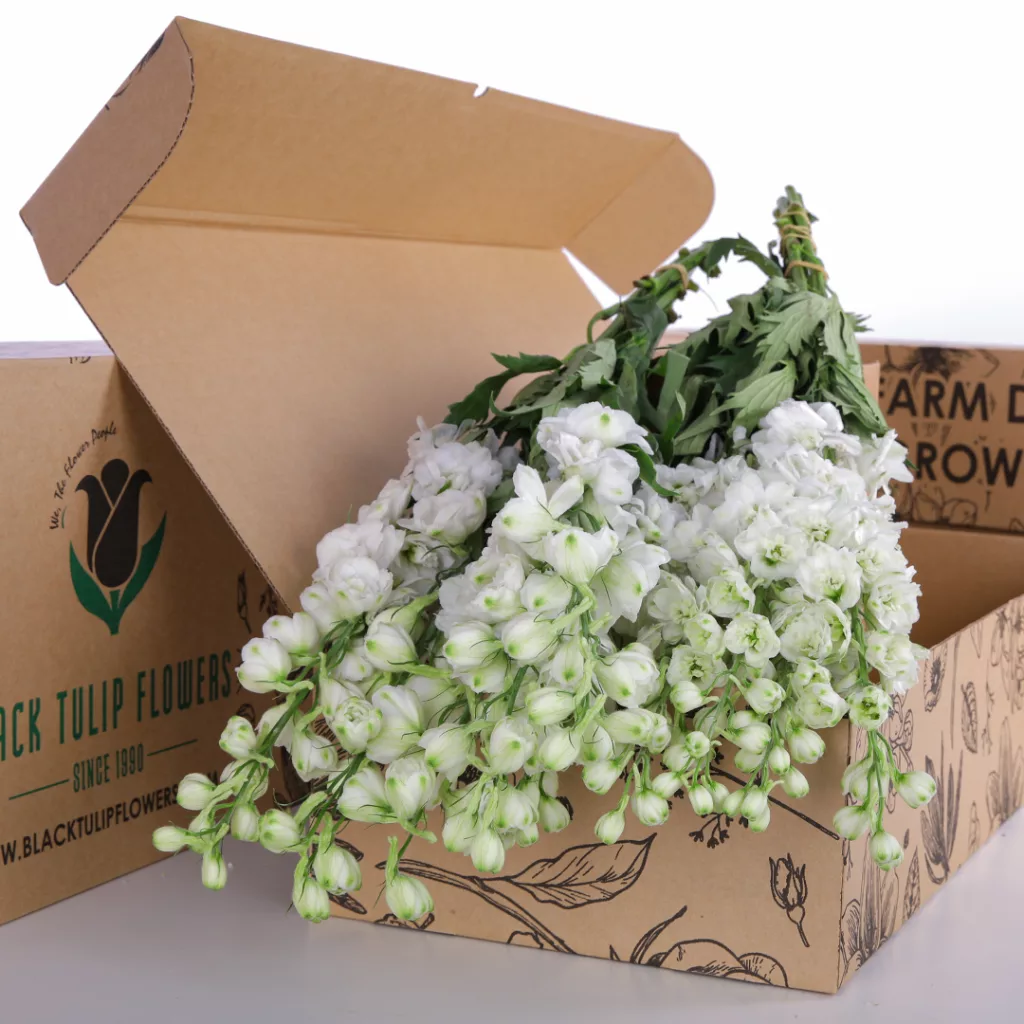 Delphinium White A cardboard box filled with Delphinium White blooms, featuring delicate white petals and vibrant green foliage.