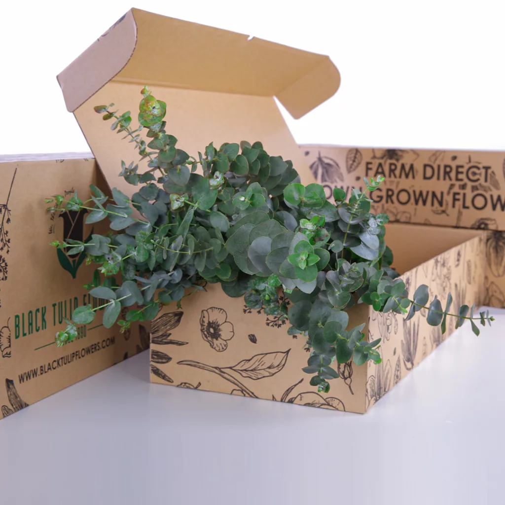 A cardboard box filled with Eucalyptus Cinerea, featuring lush, silvery foliage that adds a touch of elegance.