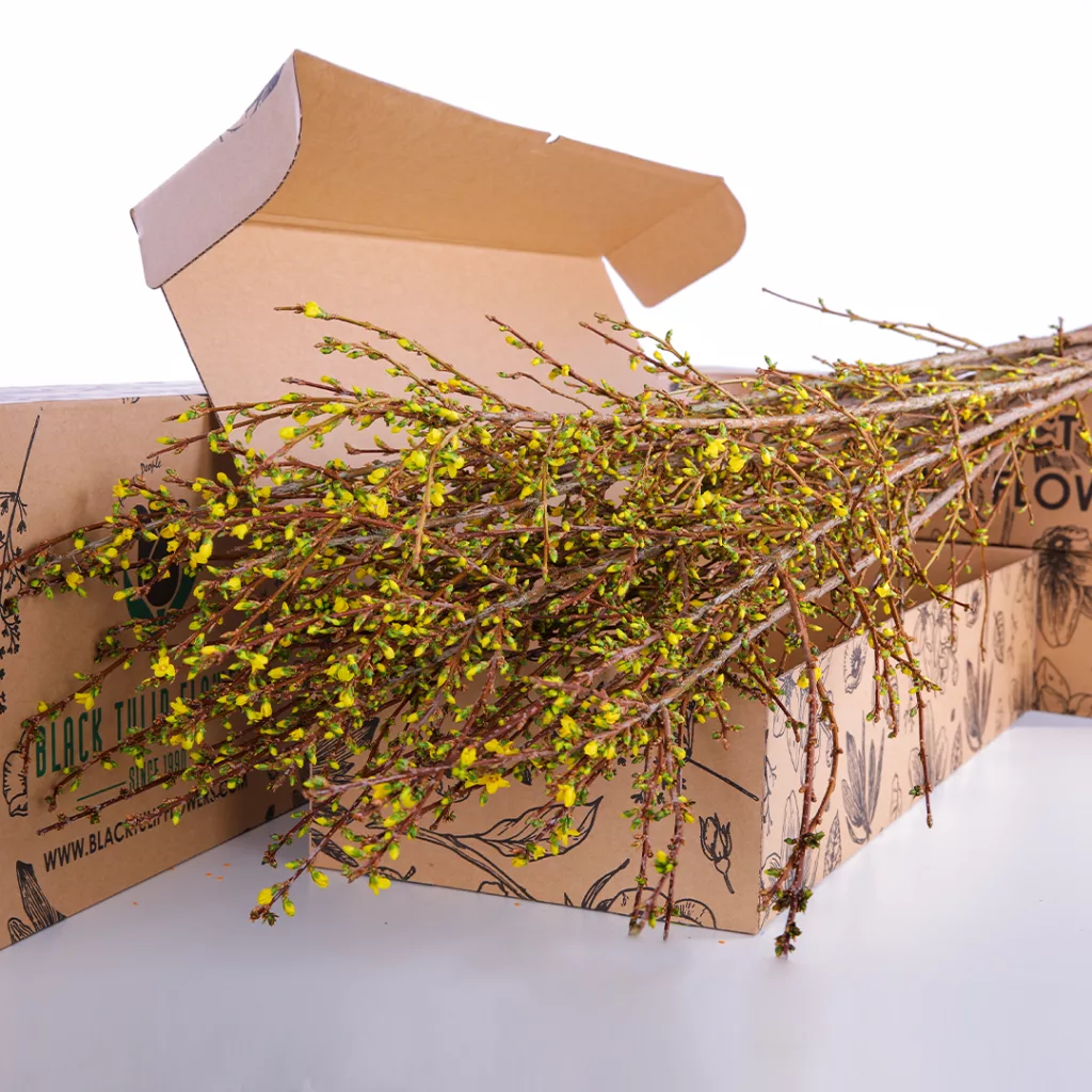 A collection of Forsythia Yellow flowers arranged in a cardboard box, highlighting their vivid colour and natural beauty.