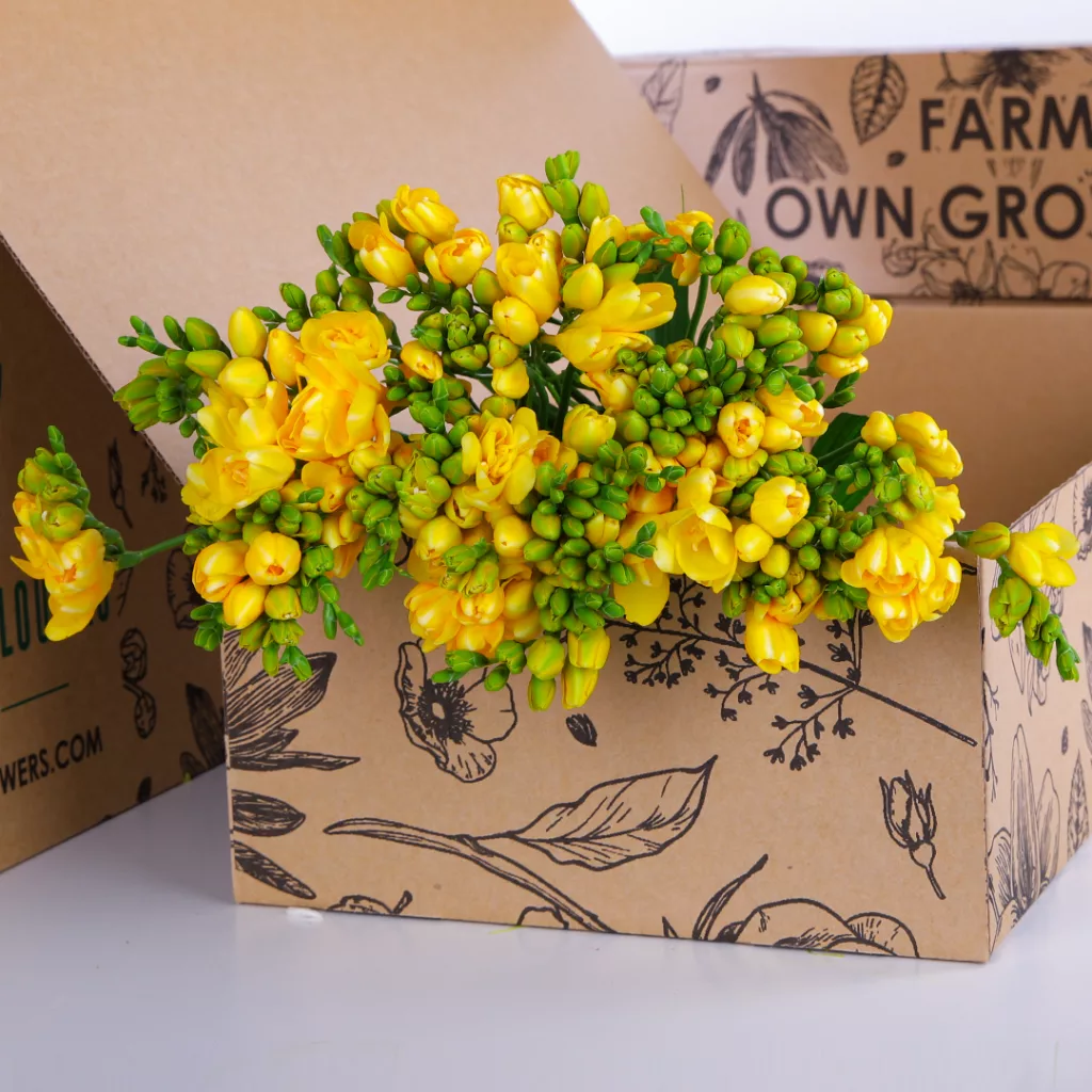 Freesia Yellow Freesia Yellow