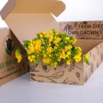 Bunch of Freesia Yellow 1 Freesia Yellow