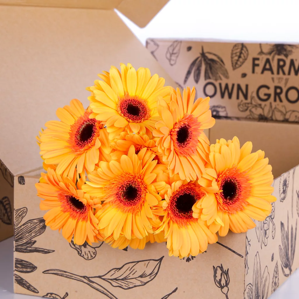 Gerbera Dark Peach Gerbera Dark Peach