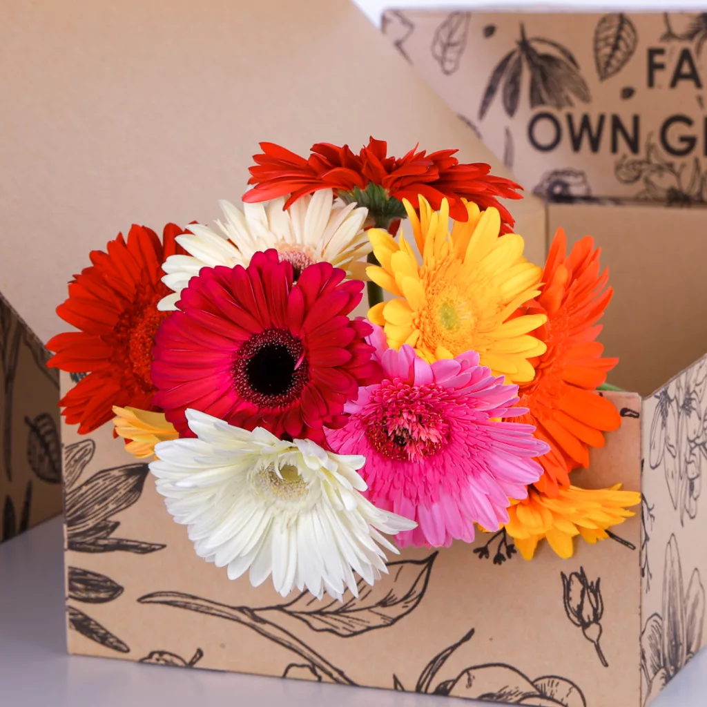 Gerbera Mix Gerbera Mix